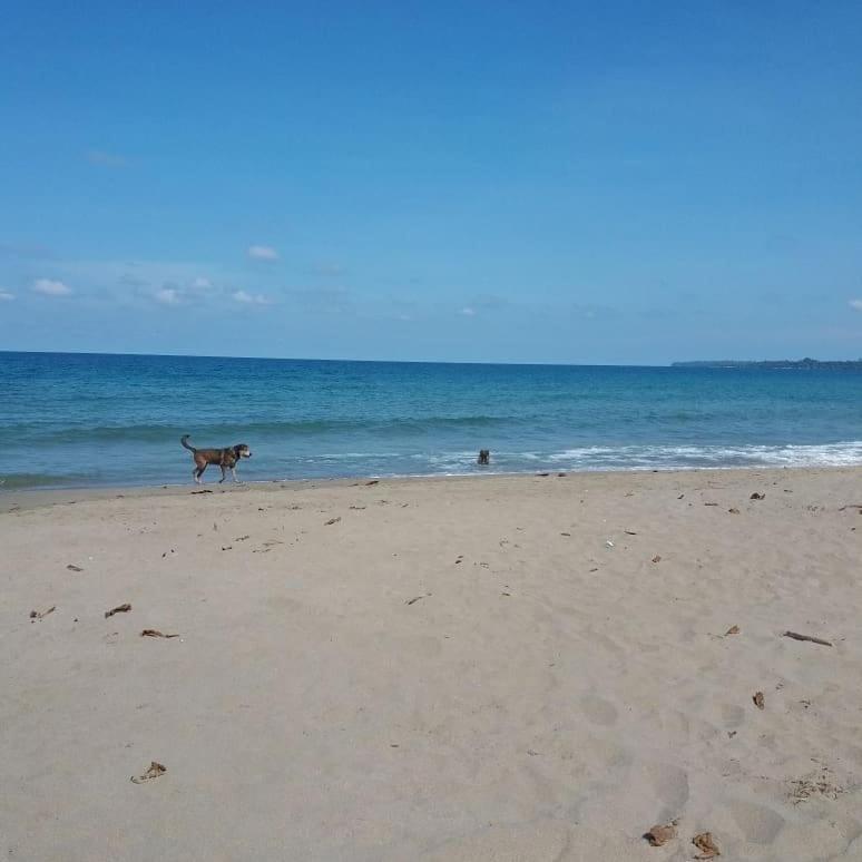 Tasty Dayz Hostel Puerto Viejo de Talamanca Екстер'єр фото